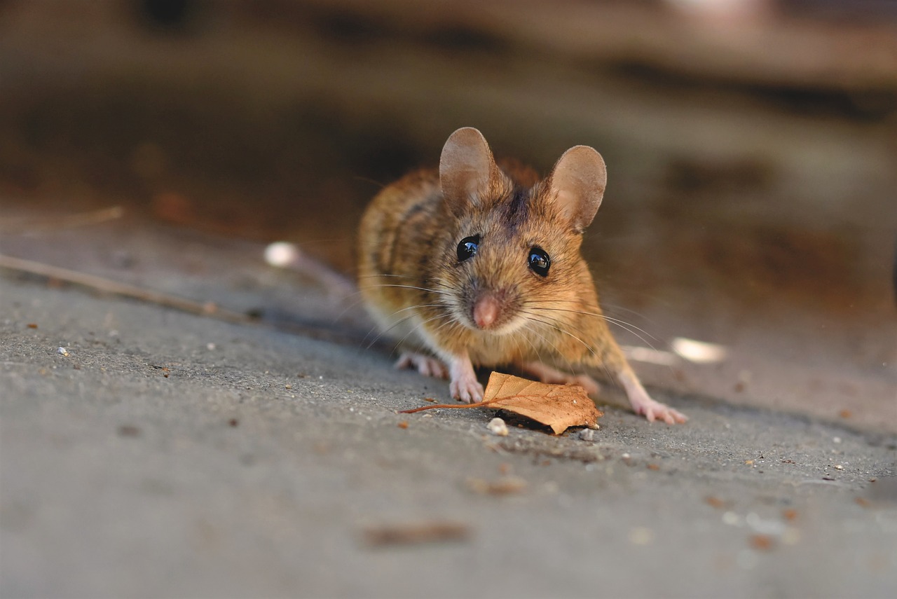 Najít myš doma není žádná radost. Zbavte se jich.